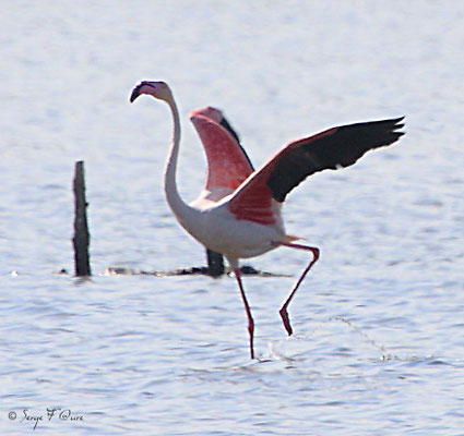 Flamant rose (Phoenicopterus rosus)
