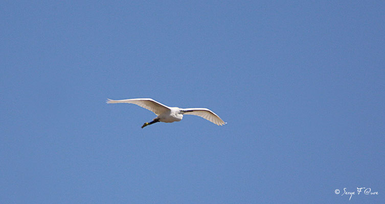 Aigrette garzette (aigretta garzetta)