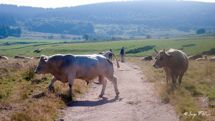 Taureaux (race Aubrac) en arrivant à "Le Sauvage" - France - Sur le chemin de St Jacques de Compostelle (santiago de compostela) - Le Chemin du Puy ou Via Podiensis (variante par Rocamadour)