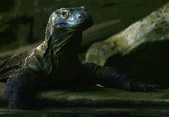 Dragon de Komodo (solarisé)