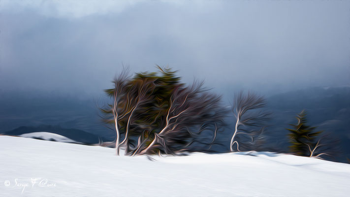 Le petit arbre au milieu de la tourmente - Façon peinture - Massif du Sancy sous la neige - Auvergne - France