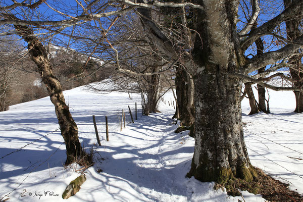 En allant vers l'Usclade - Petit hameau de Murat le Quaire - Massif du Sancy - Auvergne - France