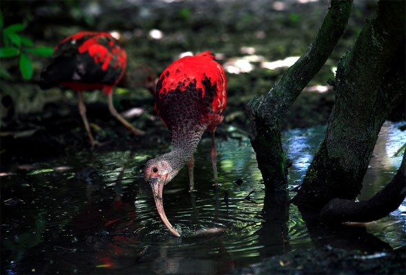 Ibis rouge (Eudocimus ruber)