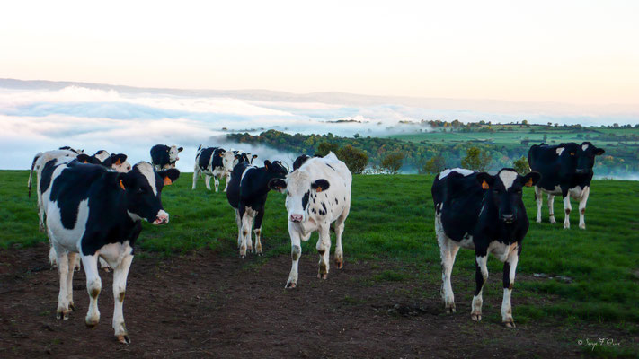 Scène pastorale (génisses) au bord d'une mer de nuages - Massif du Sancy - Auvergne - France