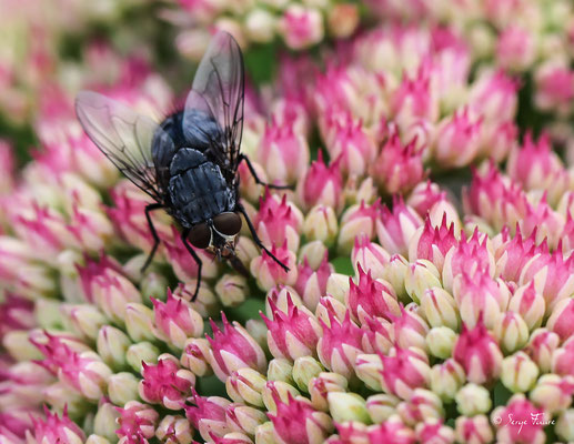 La mouche, de son nom latin Musca, est un insecte volant de la famille des diptères