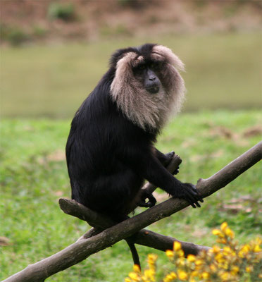 Macaque ouanderou (Macaca silenus)