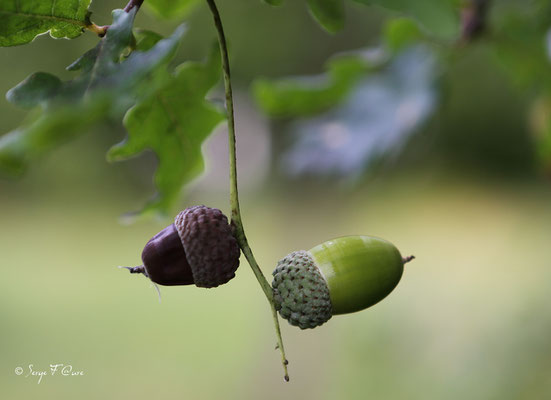 Glands de chêne