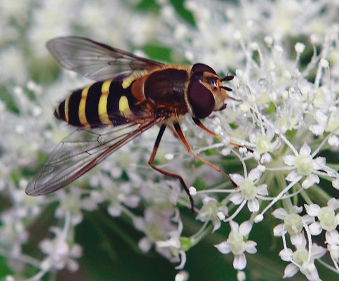 Sphaerophoria scripta femelle, (Syrphe porte-plume, une espèce européenne de diptères de la famille des syrphidés)