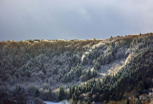 Paysage de neige - Massif du Sancy - Auvergne - France