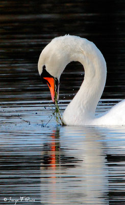 Le Cygne tuberculé ou Cygne muet (Cygnus olor)