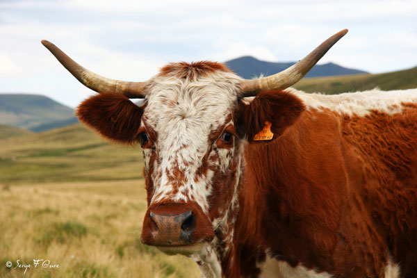 Vache Ferrandaise à la robe Bregniée - Massif du Sancy - Auvergne - France