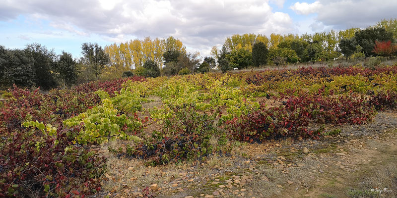 En allant de Leon à Astorga - Sur le chemin de Compostelle