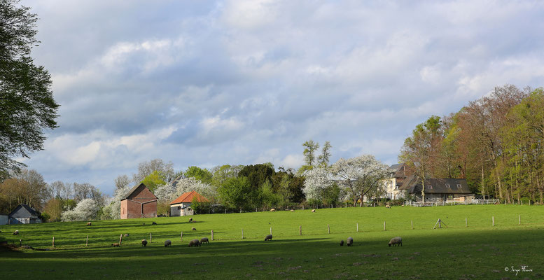 Paysage pastoral à Jumièges - Normandie - France