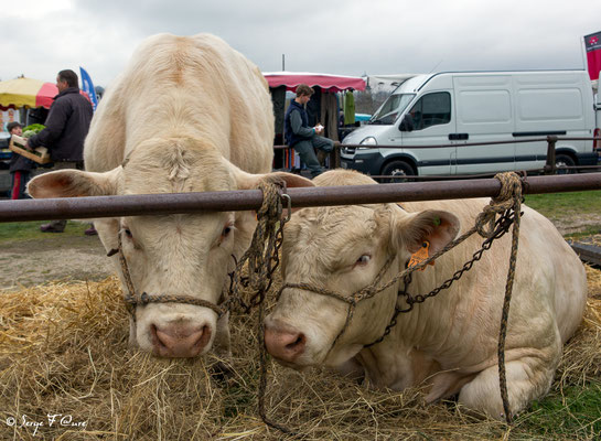 Foire de Giat (les bestiaux) - Auvergne - France (2017)