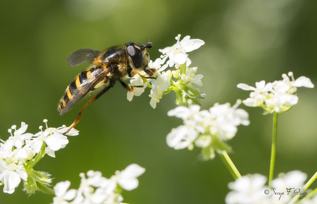 Sphaerophoria scripta femelle, (Syrphe porte-plume, une espèce européenne de diptères de la famille des syrphidés)