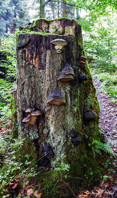 L'Amadouvier (Fomes fomentarius), est une espèce de champignons basidiomycètes de la famille des Polyporaceae.