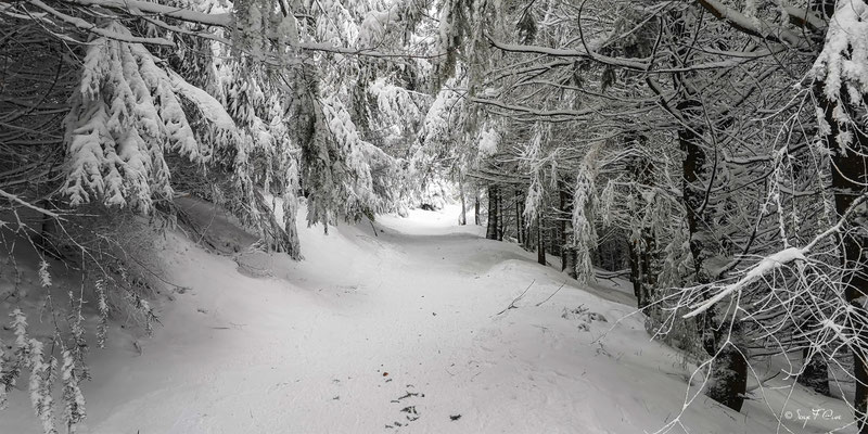Chemin de randonnée enneigé - Murat le Quaire - Massif du Sancy - Auvergne - France