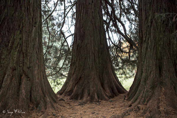 Séquoia dans le parc Fenestre à La Bourboule - Auvergne - France