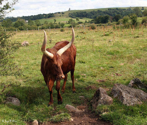 Vache M'bororo - Race bovine africaine