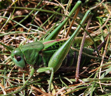 Grande sauterelle verte