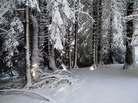 A travers la forêt enneigée - Murat le Quaire - Massif du Sancy - Auvergne - France 