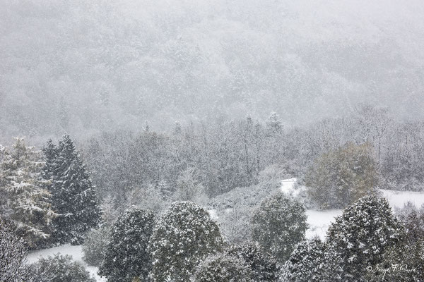 Paysage de neige - Murat le Quaire - Massif du Sancy  - Auvergne - France