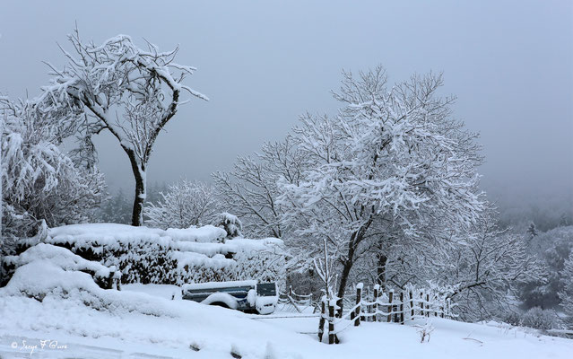 Paysage de neige - Murat le Quaire - Massif du Sancy  - Auvergne - France
