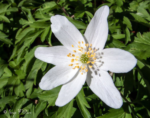 Anémone sylvie (Anémone nemorosa) - floraison avril