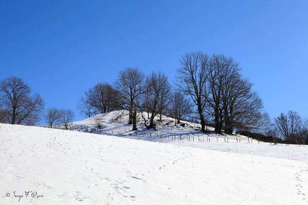 En allant sur le Paillou - Massif du Sancy - Auvergne - France