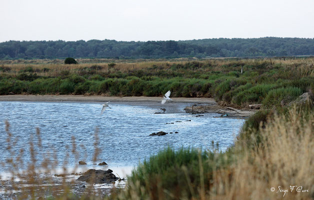 Aigrette Garzette (Aigretta garzetta) - Anciens marais salants à la Sansouïre (Frontignan - Hérault - France)