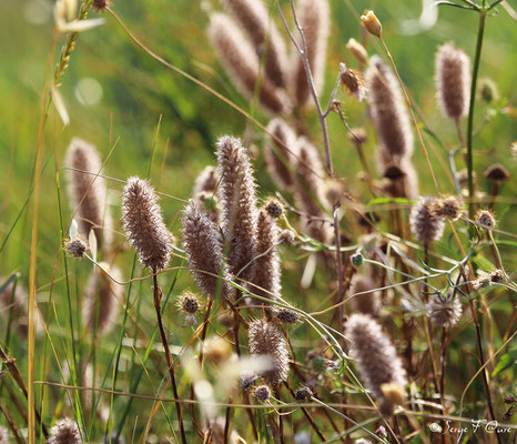 Pennisetum (Famille des graminées) - Anciens marais salants à la Sansouïre (Frontignan - Hérault - France)