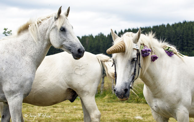 La licorne de Murat le Quaire - Massif du Sancy - Auvergne - France