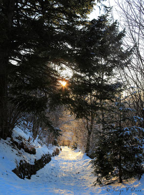Chemin enneigé à Murat le Quaire - Massif du Sancy - Auvergne - France