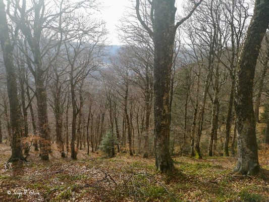 Forêt sur le GR 30 - Murat le Quaire - Massif du Sancy - Auvergne - France