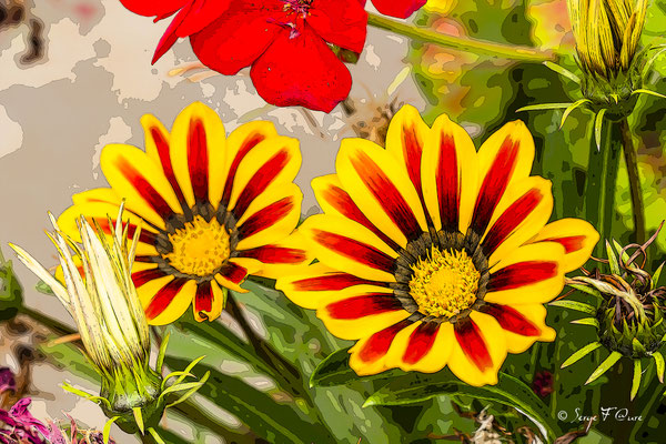 "Gazania Tiger Stripes" Photo façon tableau peinture Serge Faure