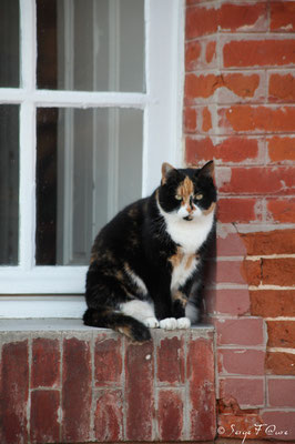 Chat (Matou)