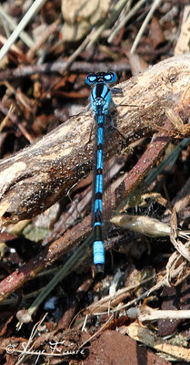 Libellule (Libellula - Anisoptère) - Parc ornithologique du Marquenterre - Baie de Somme - Picardie - France