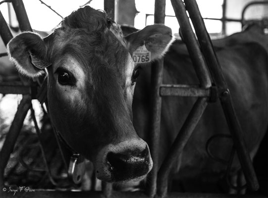 "Fée" Vache Tarine à la ferme - Massif du Sancy - Auvergne - France