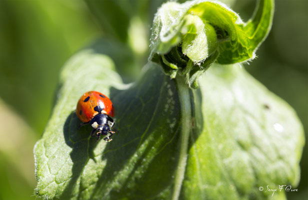 La Coccinelle à 7 points (Coccinella septempunctata)