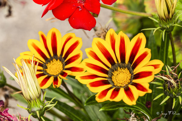 "Gazania Tiger Stripes"