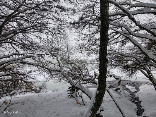 Le Lac du Guéry sous la neige - Le Mont-Dore