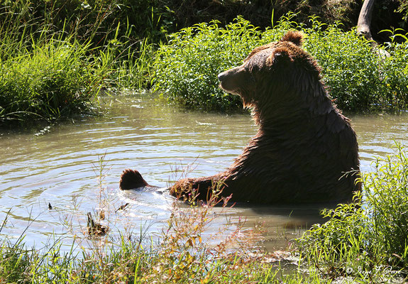Ours brun (Ursus arctos)