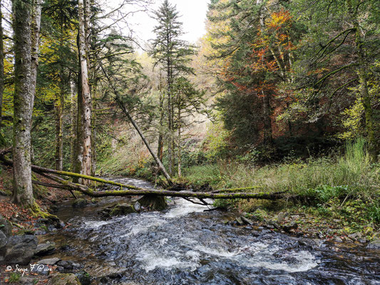 En allant à la cascade du Rossignolet - Le ruisseau de l'enfer - le Mont Dore - Massif du Sancy - Auvergne - France