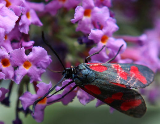 Zygène à taches simples (Zygaena)