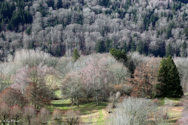 Paysage de fin d'hiver - Murat le Quaire - Massif du Sancy - Auvergne - France
