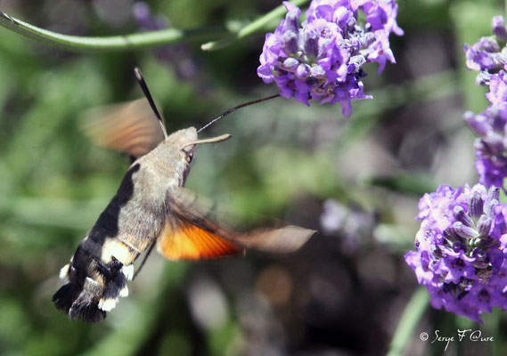 Moro-sphinx ou Sphinx colibri ou Sphinx du caille-lait - Macroglossum stellatarum (lépidoptère)
