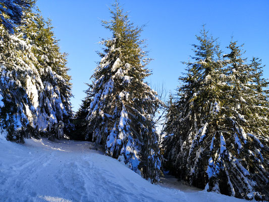 Le chemin de la sapinière à Murat le Quaire - Massif du Sancy - Auvergne - France