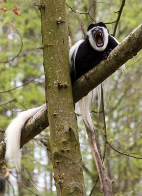 Colobe guéréza - Singe