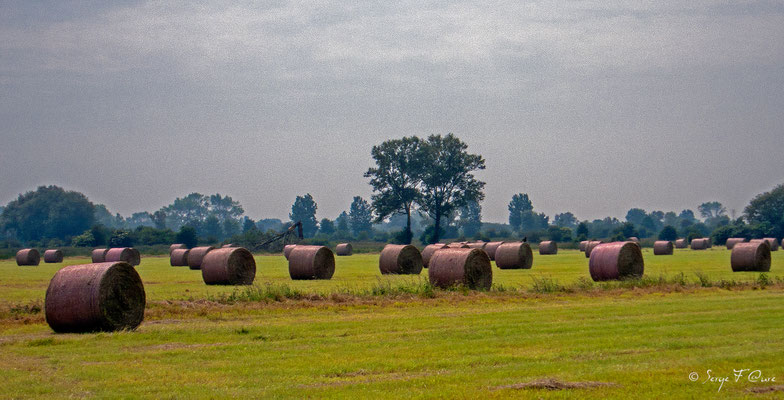 Les foins en baie de Somme - Picardie - France