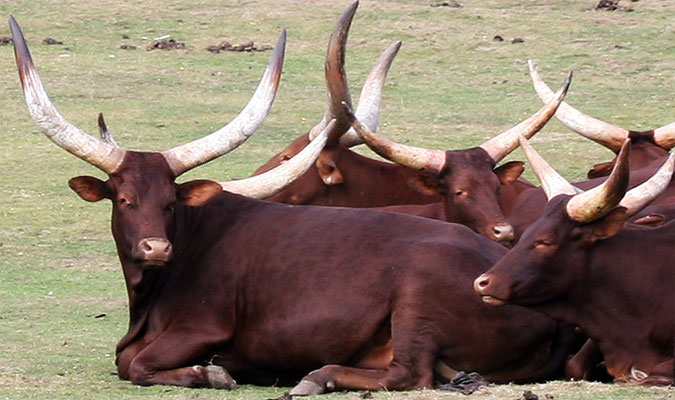 Watusi